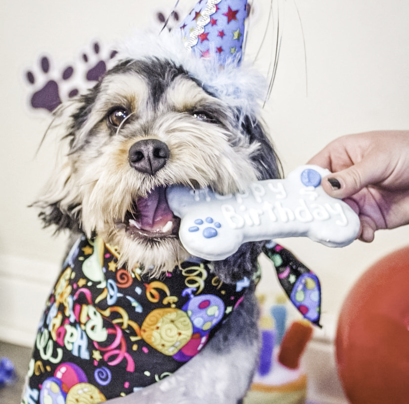 Dog Birthday Parties - Miss Kitty's Dog Resort | Nashville, TN